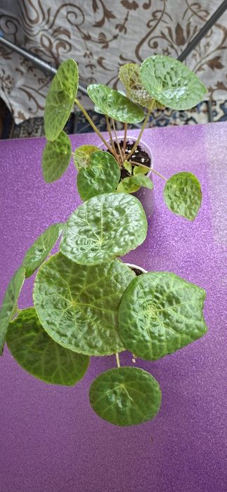 Фикус бенджамина