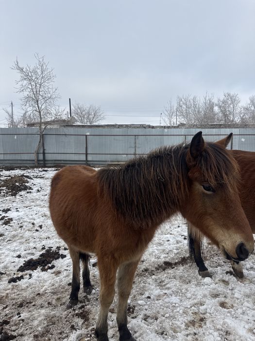 Продам кобылку год полтора