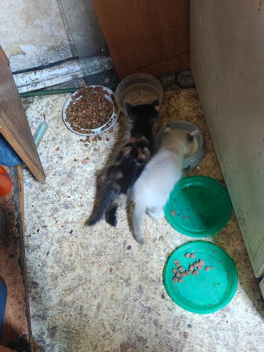 Отдаем котят в добрые руки