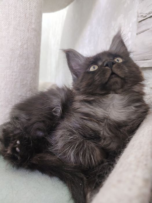 Девочка Мейн-кун с документами