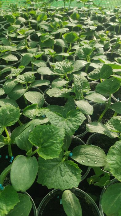 Предлагам разсад краставици, тиквички, пъпеши, дини