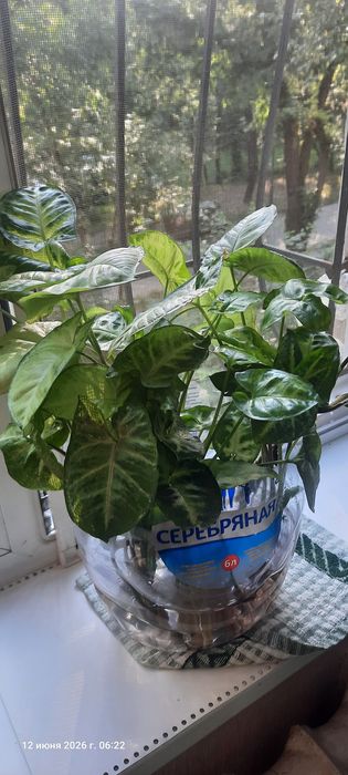 Распродаже цветов комнатных .