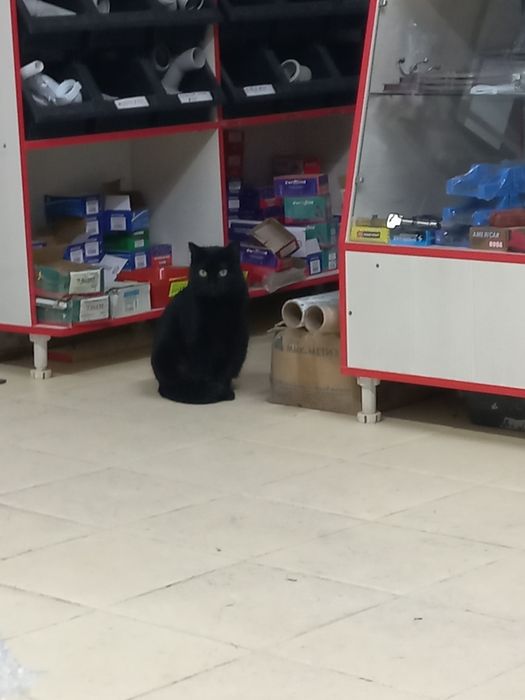 Отдам бесплатно стерилизованную кошечку