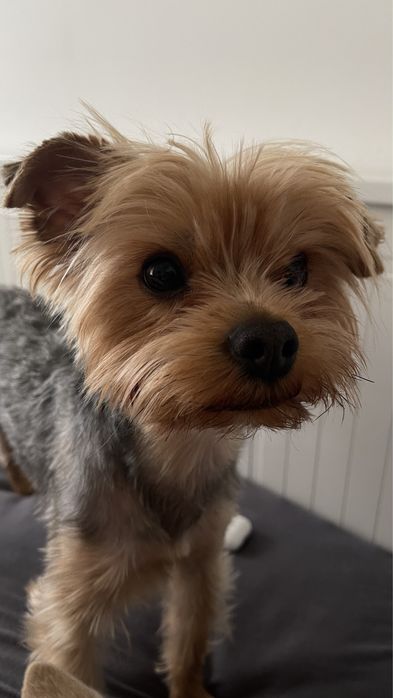 Кобель йоркширского терьера для вязки