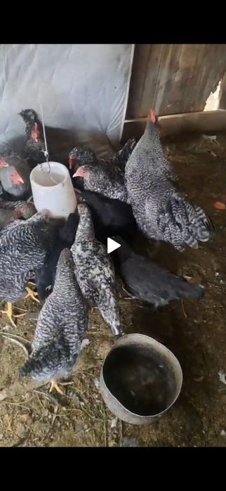 Прадам куры  Даминат