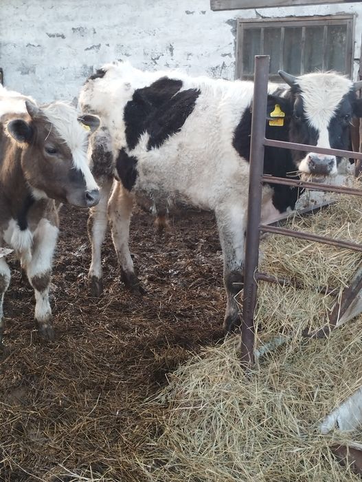 Продам бычков годовалых