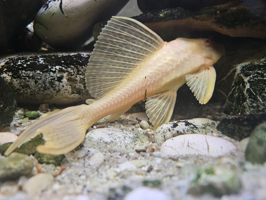 Pleco gibi gibbiceps