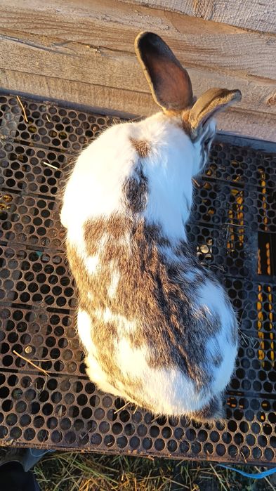 Iepuroi fluture german