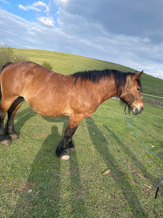 Vând iapă gestantă de 8 pe 9 ani