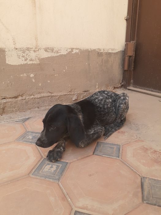 ochin it Yoshiga tulmagan