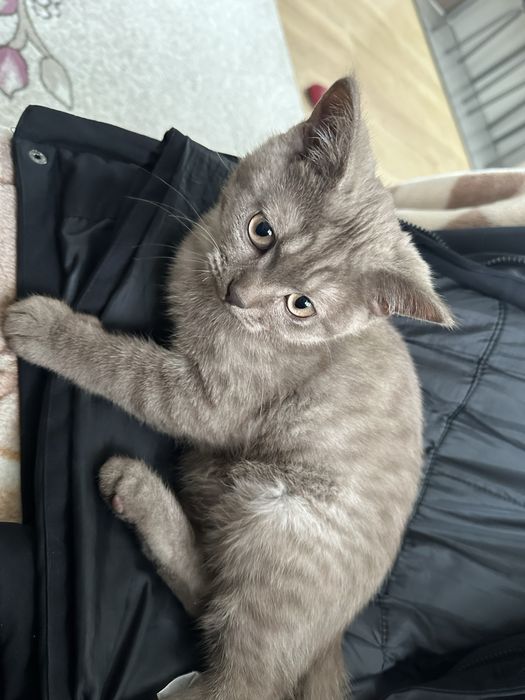 Скоттиш страйт 3 месяц