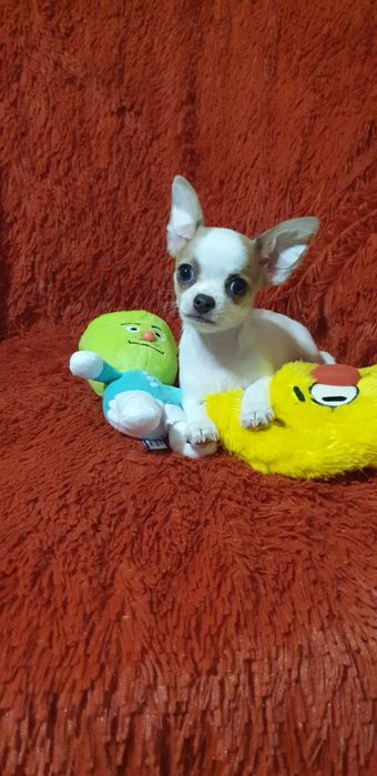 Чихуахуа щенок девочка