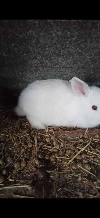 Декоративные, вислоухие срочно