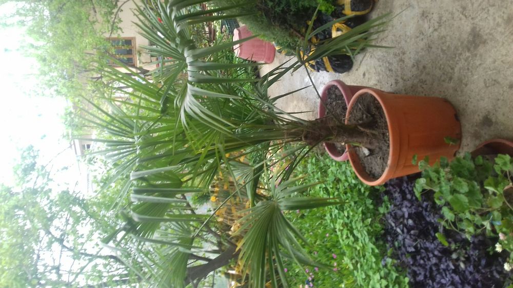 Гуллар ва Кучатлар