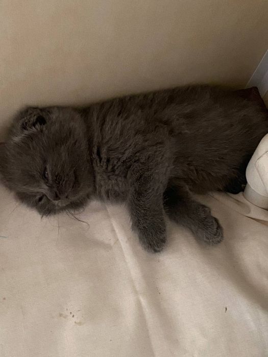 вислоухий котенок scottish fold. По телефону договоримся