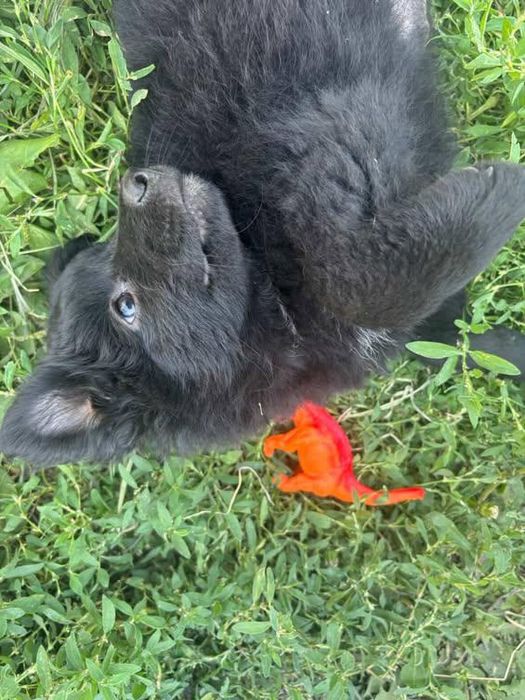 Срочно отдаю в добрые руки