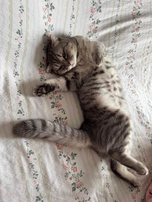 Шотландские кошки 4 детьми