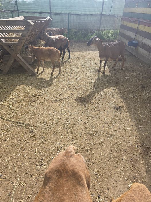 Vand oi , berbeci și  miei de camerun