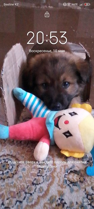 Одам щенка в добрые руки 2 месяца кобель