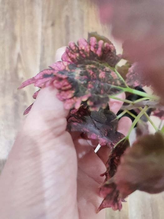 Продам колеус красивый.