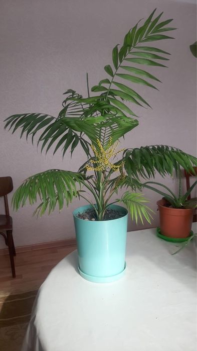 Комнатные растения. Монстера