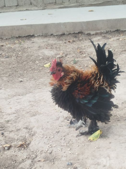 Yapon xoʻroz,tovuq 3ta joʻjasi bilan sotiladi