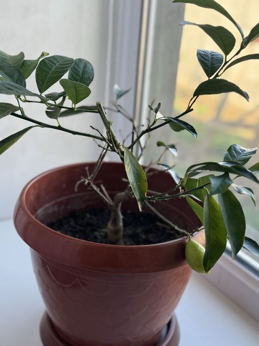 Лимонное дерево продам