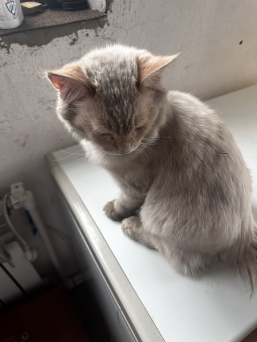 Потерялся котик костанай