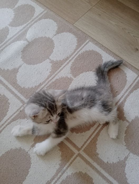 Шотланский котенок