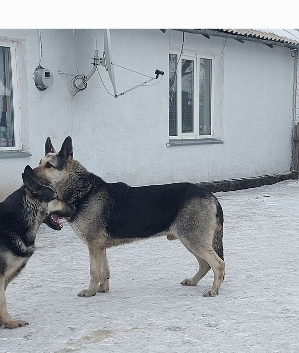 Вязка с Вео-чемпионом