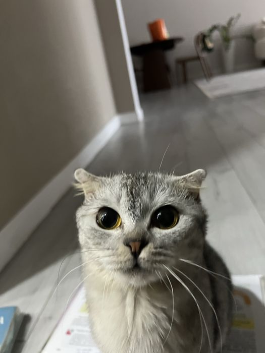 Кошка за.  60000