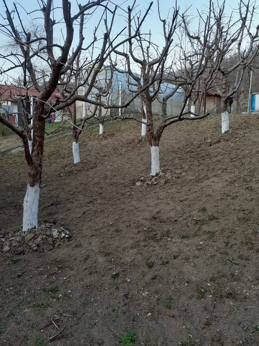 Casă și teren Buhea de Jos, Prahova