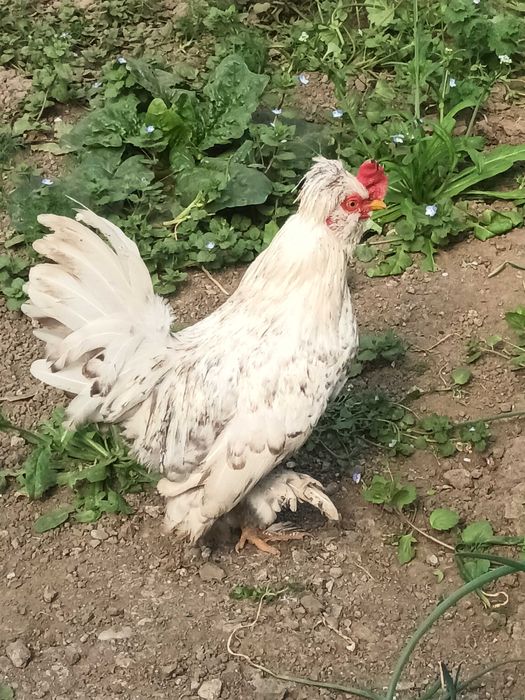 Cocoșei pitici de vanzare