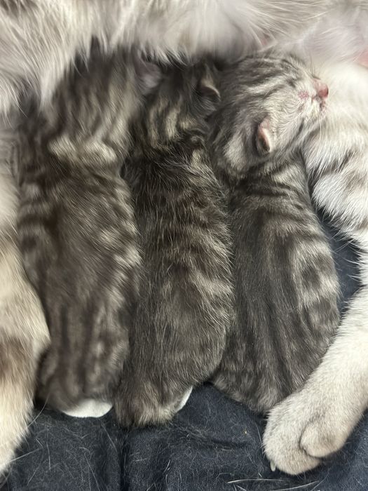 Бронь котят Британцы