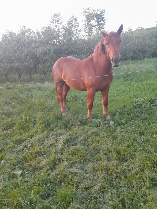 Vand iapa varsă 3 ani