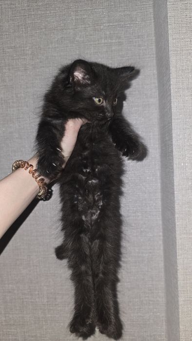 Отдам котят в хорошие руки