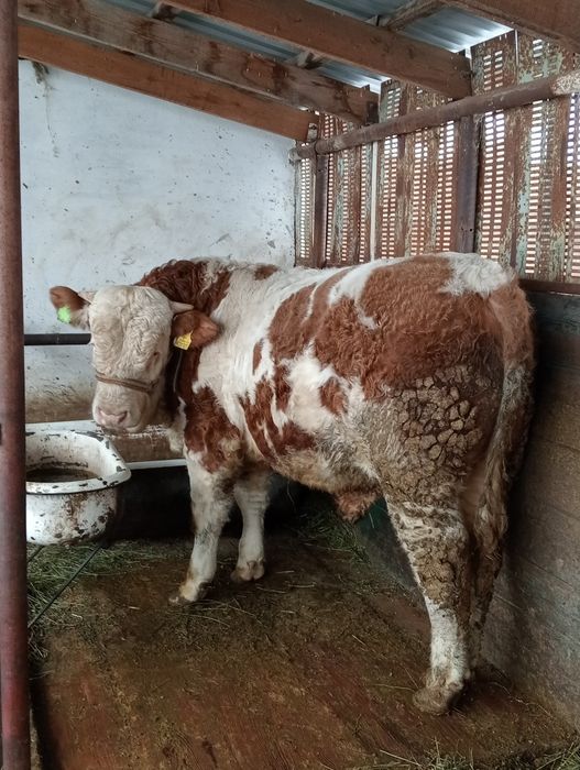 Сементал бұқа сатылады.