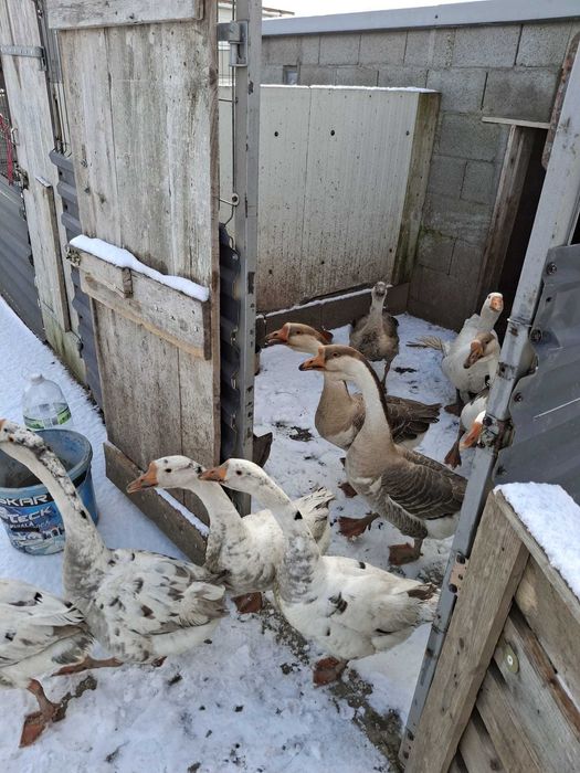 Vând sau schimb  gâscani