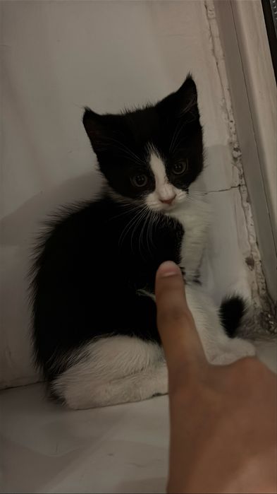 домашний котенок
