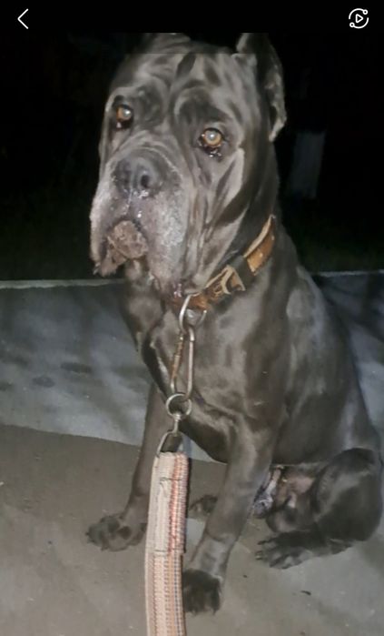 Итальянский Кане Корсо вязка