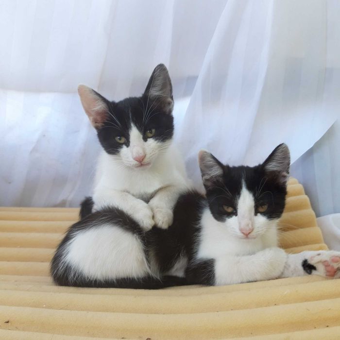 Подарявам котенца