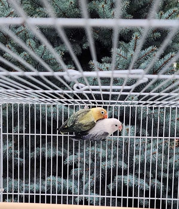 Nerazluchka Opaline Попугай