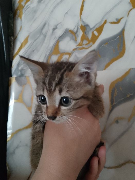 Отдам котят дарам