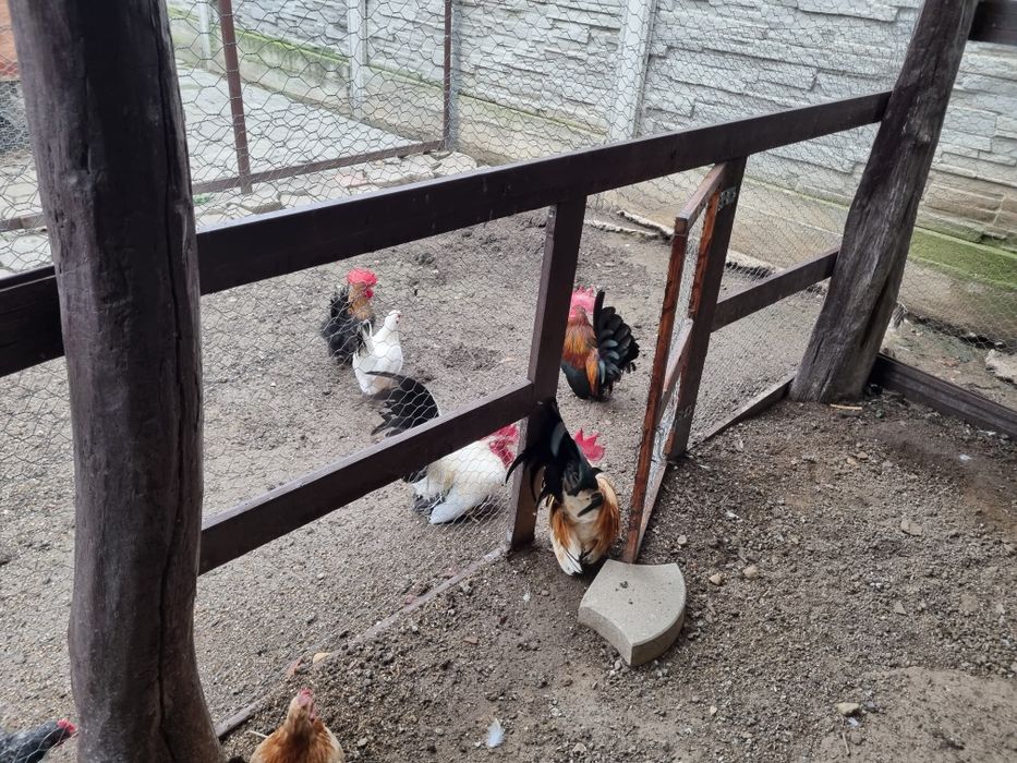 Chabo. Vand sau schimb cocosi de chabo