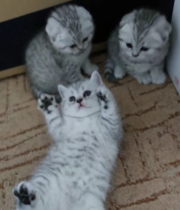 Восхитительные Котики