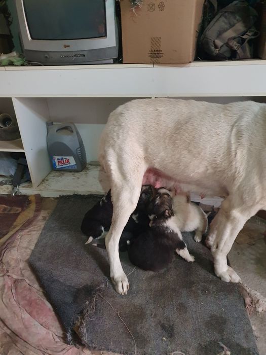 Продаются щенки Алабай