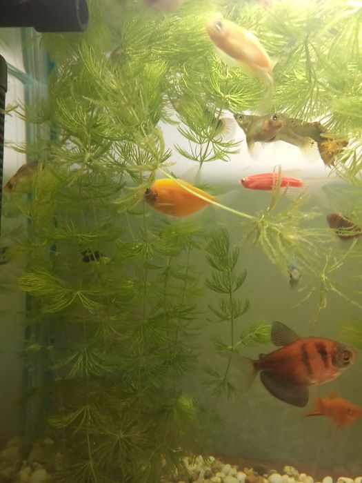 Сатылады25л 25л 40л