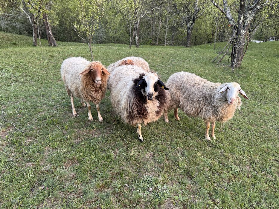 Oi rasa Assaf si Awassi