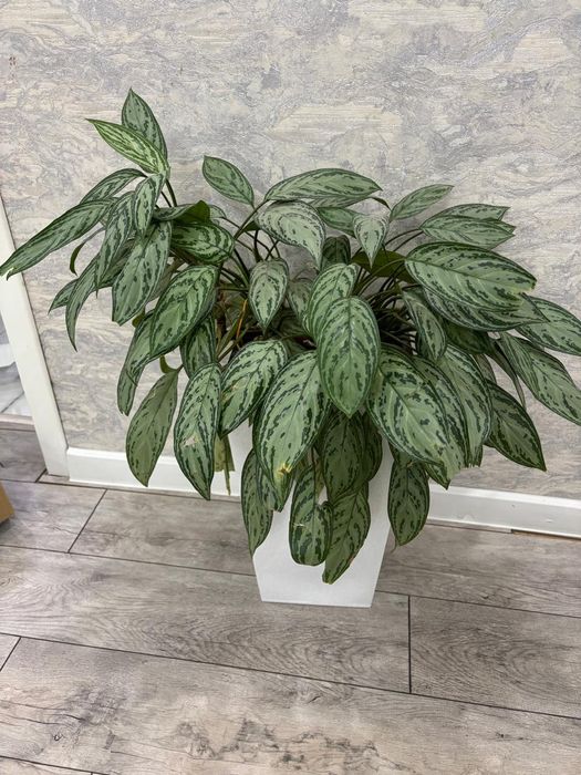 Цветы можете на ватсап написать