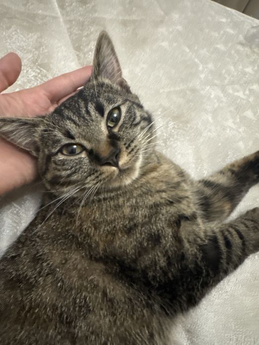 Кошка 10 месяцев